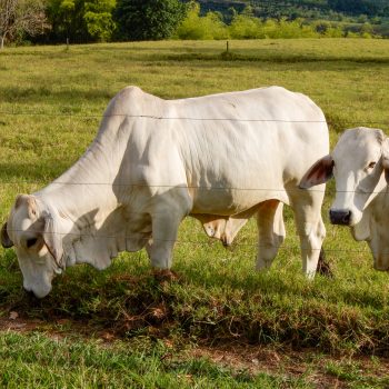 two-brahma-bulls-grazing-on-a-farm-2022-11-03-12-35-47-utc
